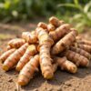 natural-raw-turmeric-roots-plant (1) organic turmeric roots