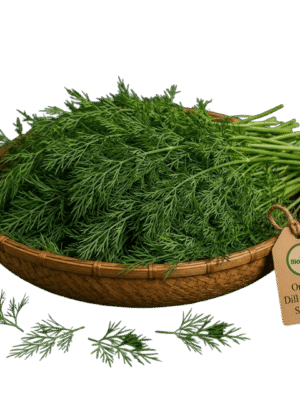 Organic Dill Leaves (Sabakki) – Naturally Grown by BioWise