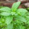 Organic Pudina Leaves / Mint Organic Pudina Leaves / Mint