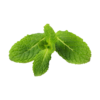 Organic Pudina Leaves / Mint Organic Pudina Leaves / Mint