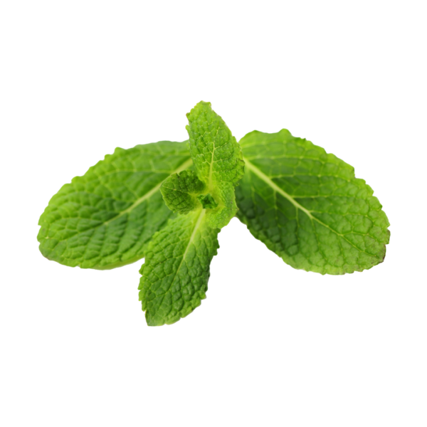 Organic Pudina Leaves / Mint Organic Pudina Leaves / Mint